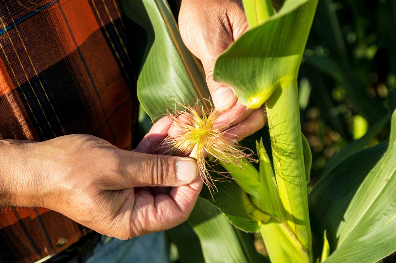 Farmer inspecting the health condition of a corn plant.
----------------------
Ein Landwirt kontrolliert den Gesundheitszustand einer Maispflanze.