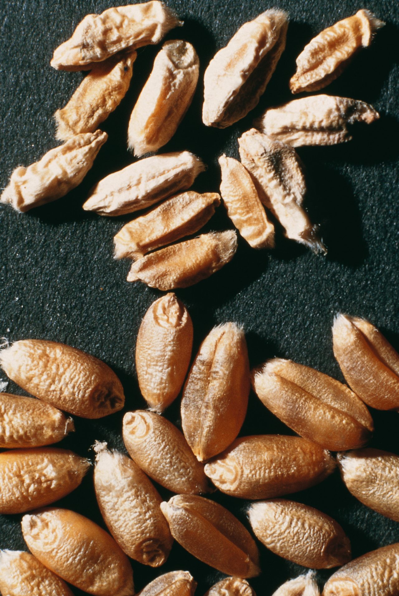 Saatf ule (Fusarium roseum) an Getreidek rnern, oben kranke K rner, unten gesunde K rner