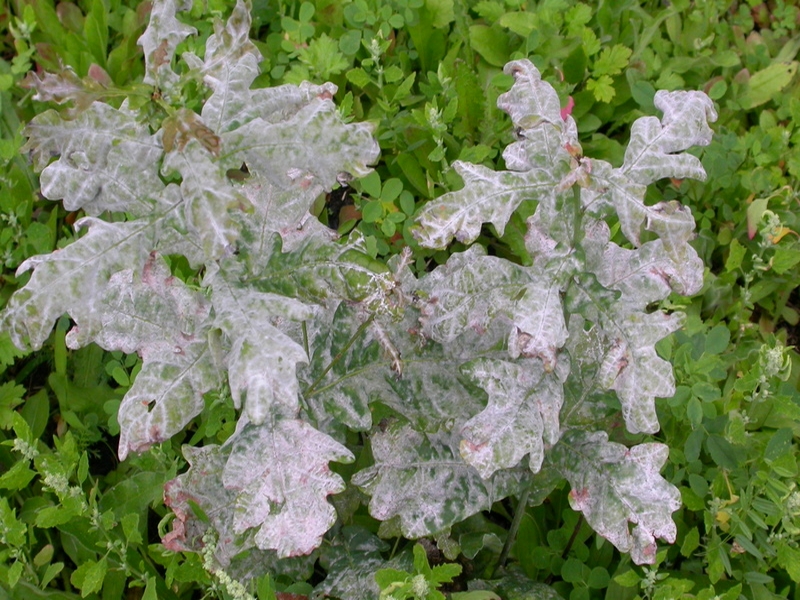Quercus - oidium 