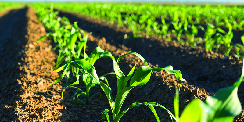 Maize in field